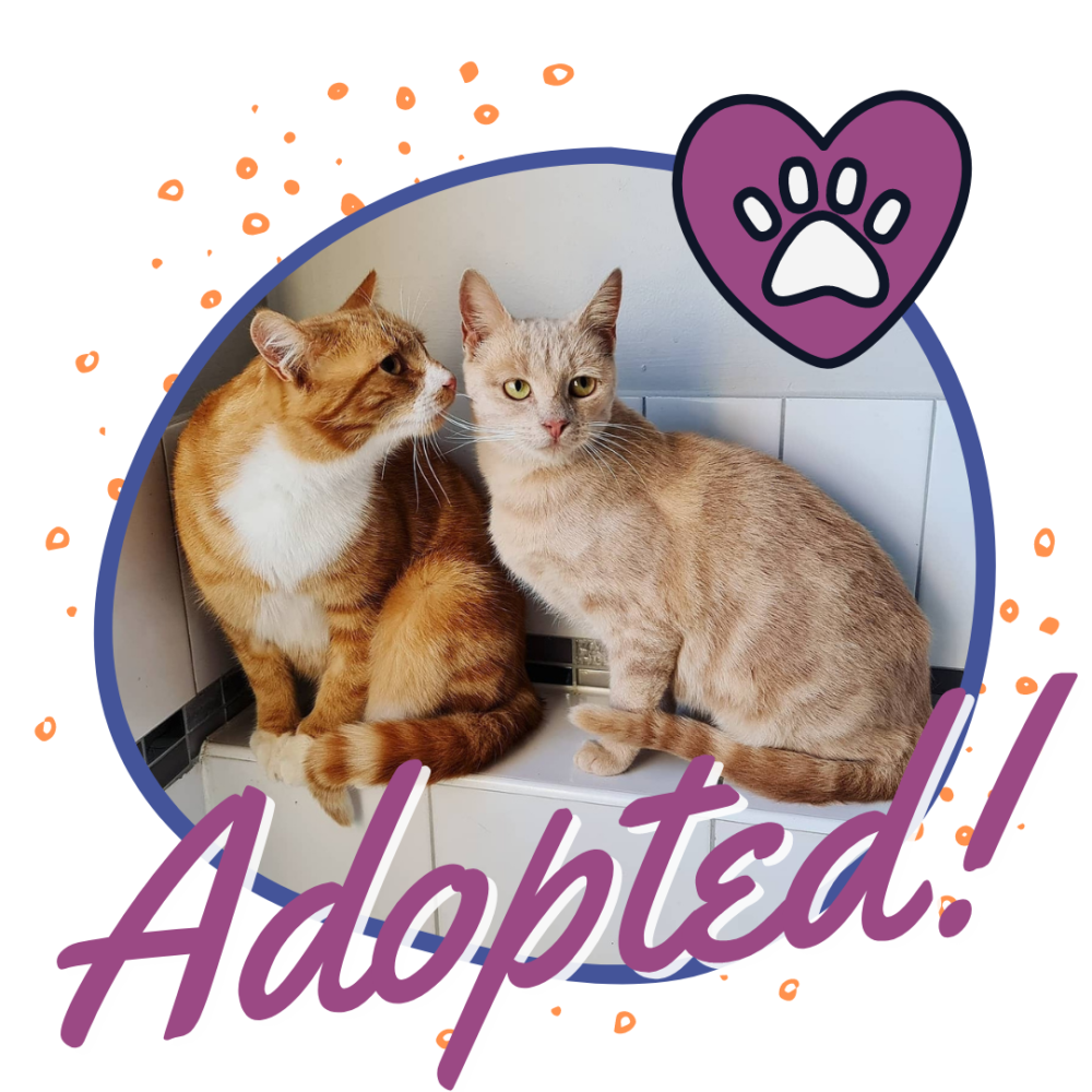Duck and Goose Have Been Adopted