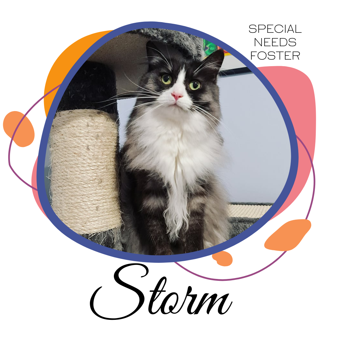 Sponsor Storm to help with his special care