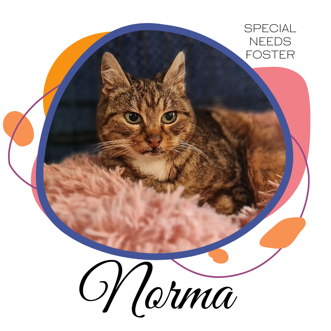 Sponsor Norma to help with her special care