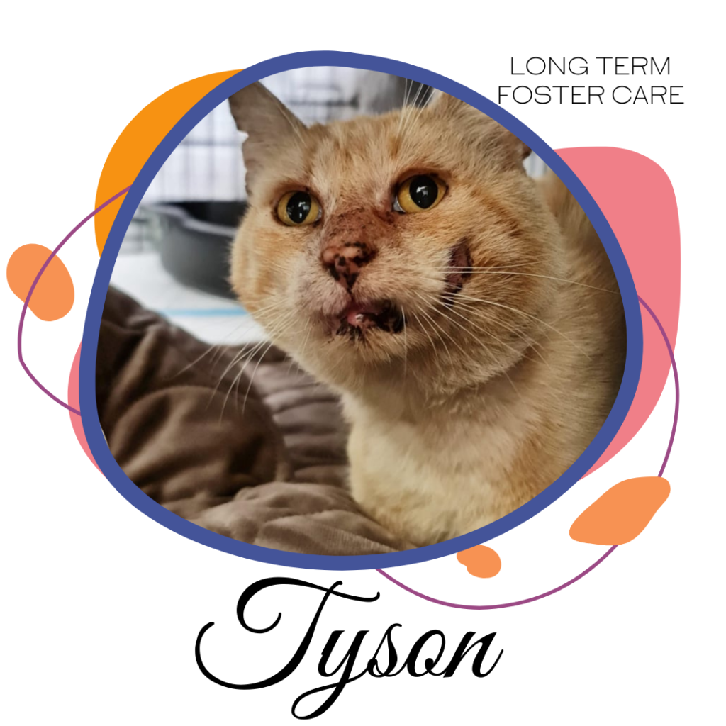 Sponsor Tyson to help with his foster care