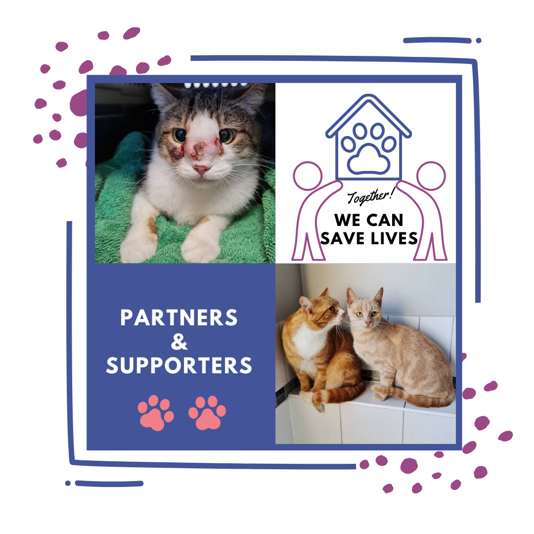 Help Save Cats and Kittens Lives - Become a partner or supporter of a Melbourne Rescue