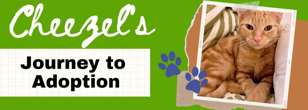 Cheezels Journey to adoption with Beary Fuzzy Forever Animal Rescue in Melbourne