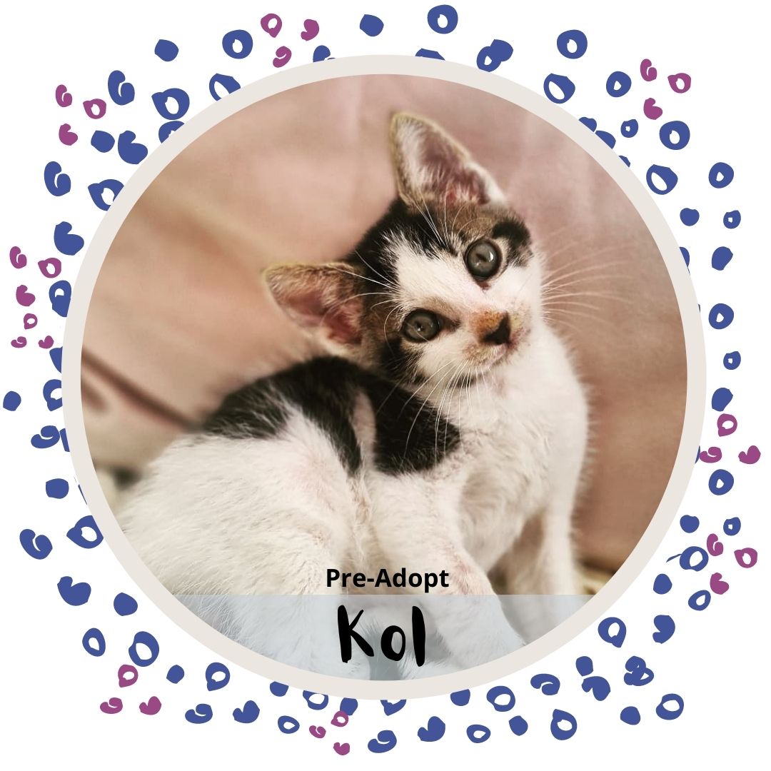 Kol is available for Pre-Adoption
